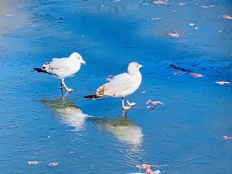 IMG_8321.jpg?type=w966