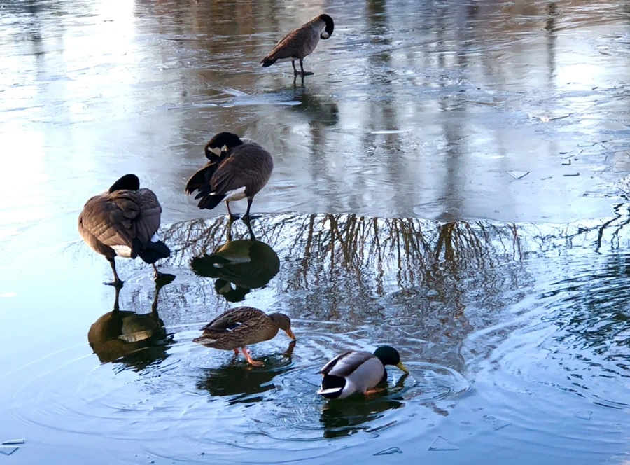 IMG_4927.jpg?type=w966