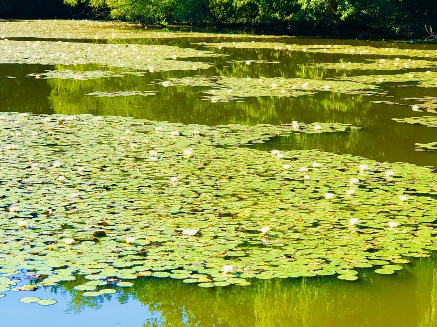 IMG_3939.jpg?type=w966