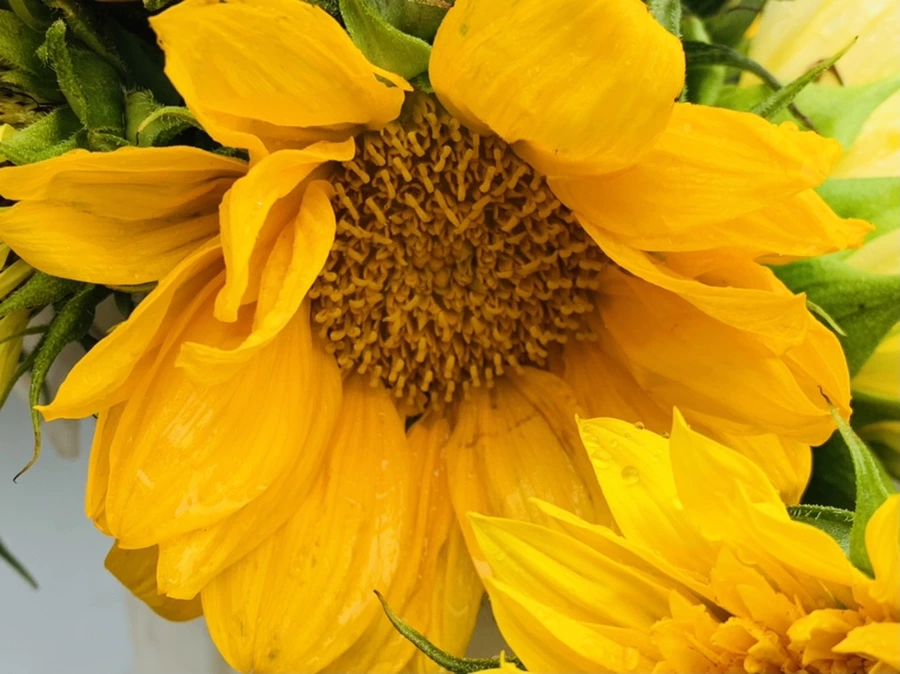 IMG_0276.jpg?type=w966