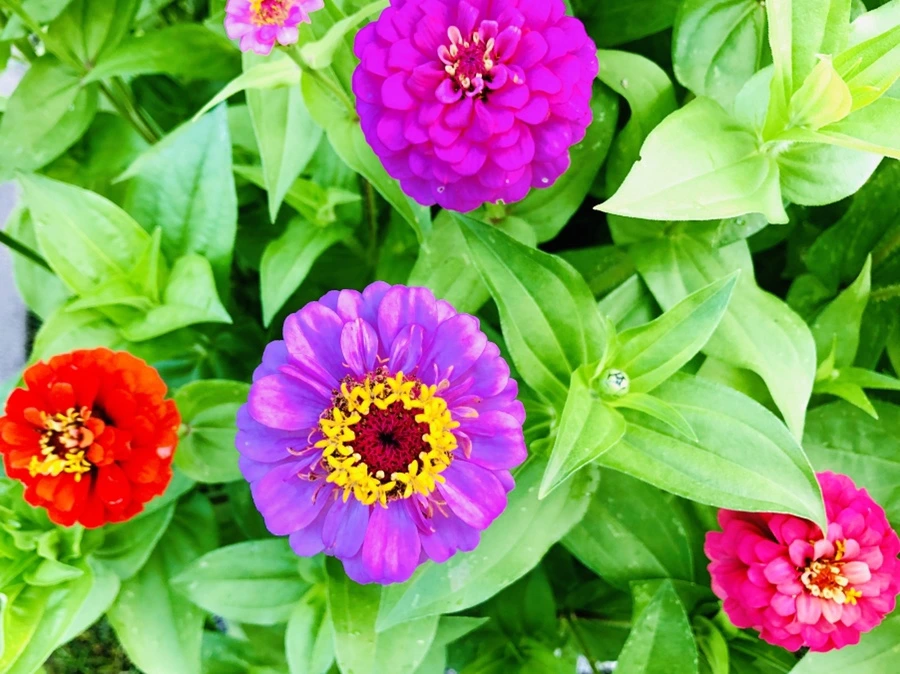 IMG_1602.jpg?type=w966