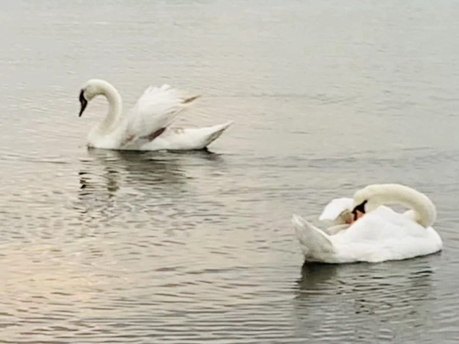 IMG_0330.jpg?type=w966