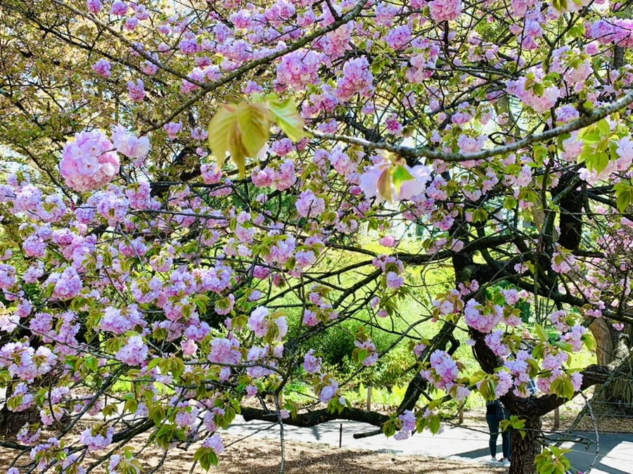 IMG_4634.jpg?type=w966