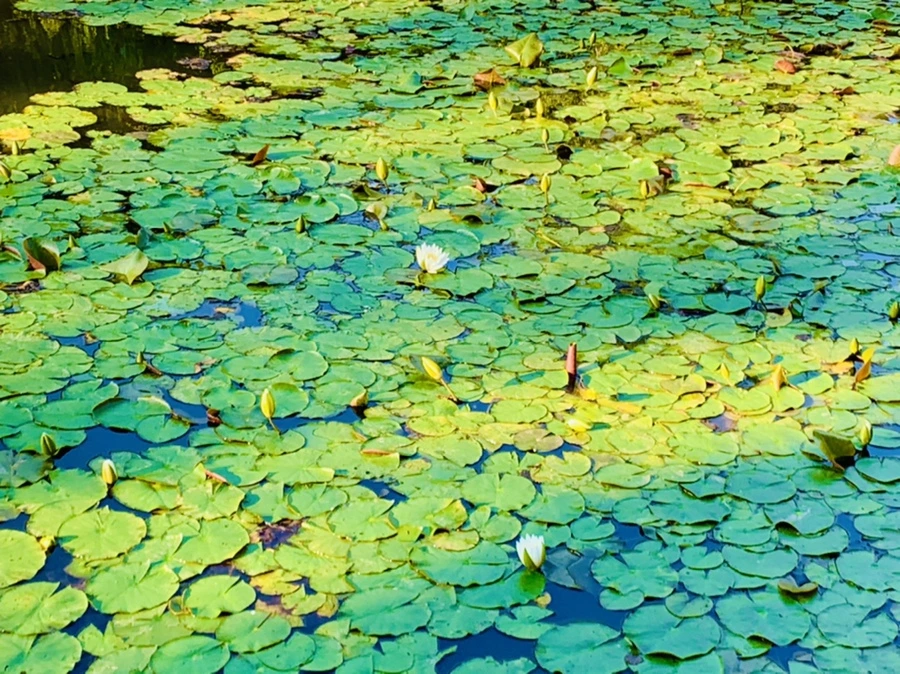 IMG_4277.jpg?type=w966