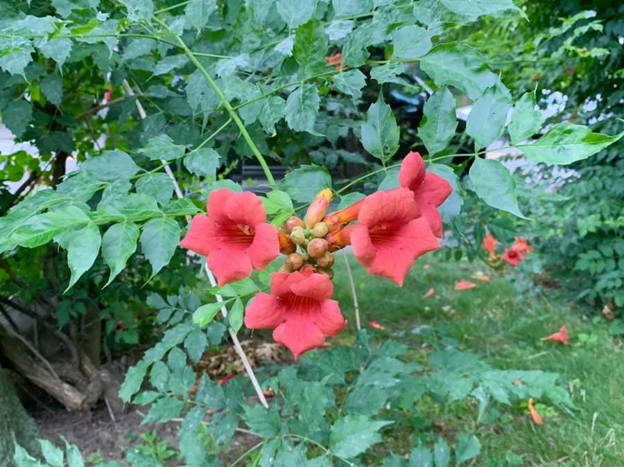 IMG_7438.jpg?type=w966