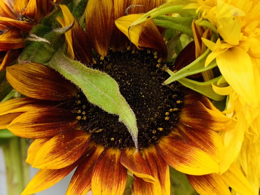 IMG_6635.jpg?type=w966