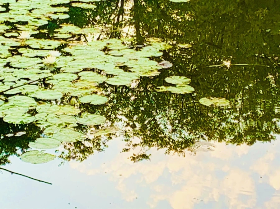 IMG_0746.jpg?type=w966