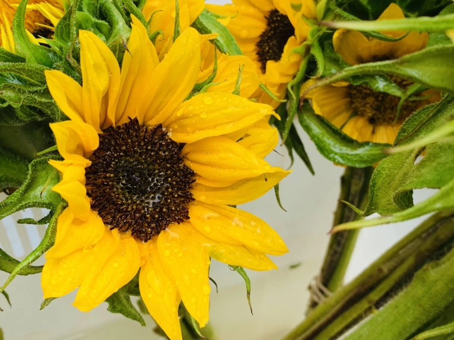 IMG_0265.jpg?type=w966