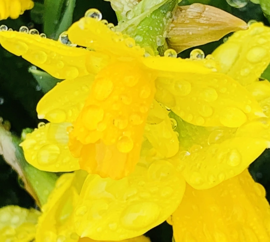 IMG_3736.jpg?type=w966