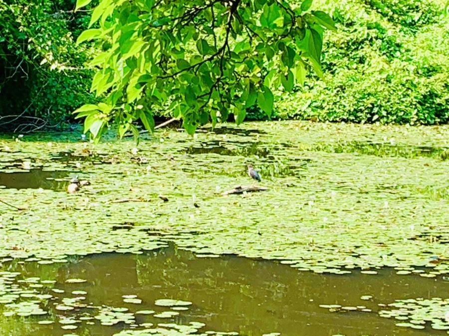 IMG_1371.jpg?type=w966