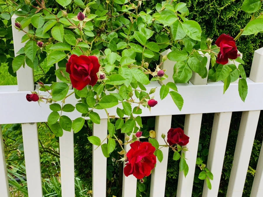 IMG_4857.jpg?type=w966