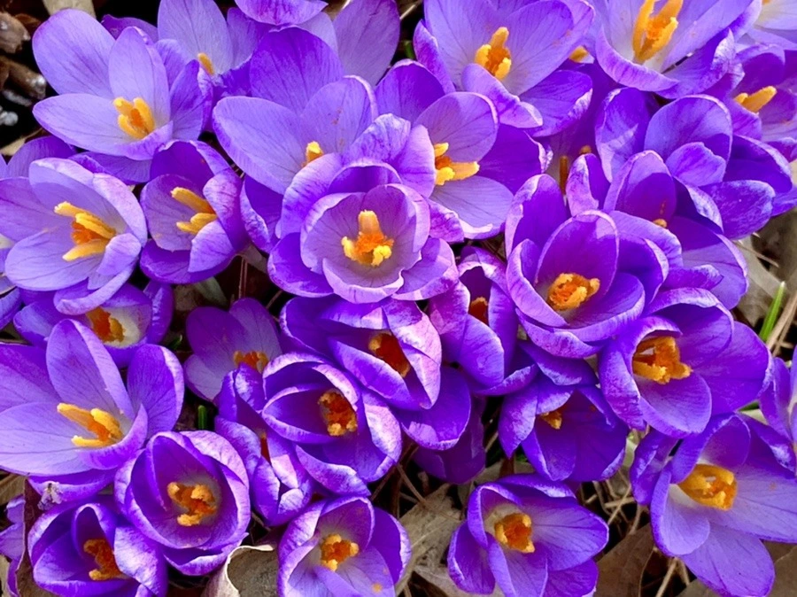 YUH_V6g7neRtTCaujG26LpZZhyg