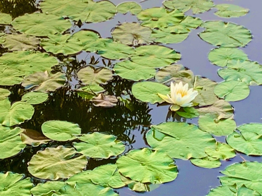 IMG_1050.jpg?type=w966