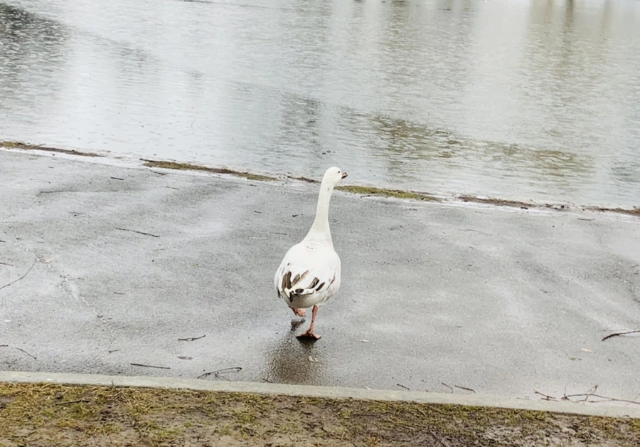 IMG_2040.jpg?type=w966