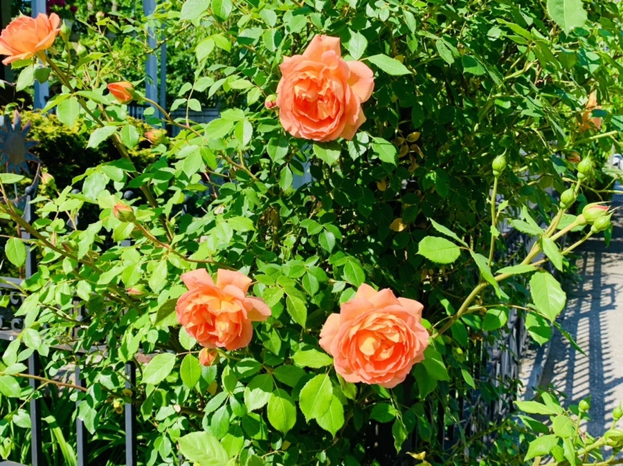 IMG_4696.jpg?type=w966