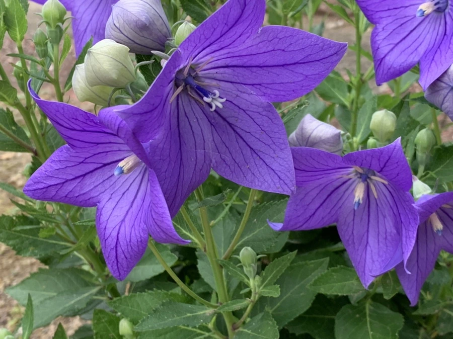 IMG_6993.jpg?type=w966