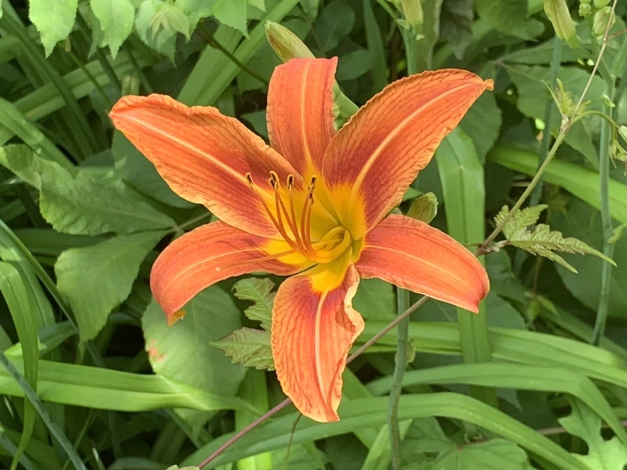 IMG_3890.jpg?type=w966