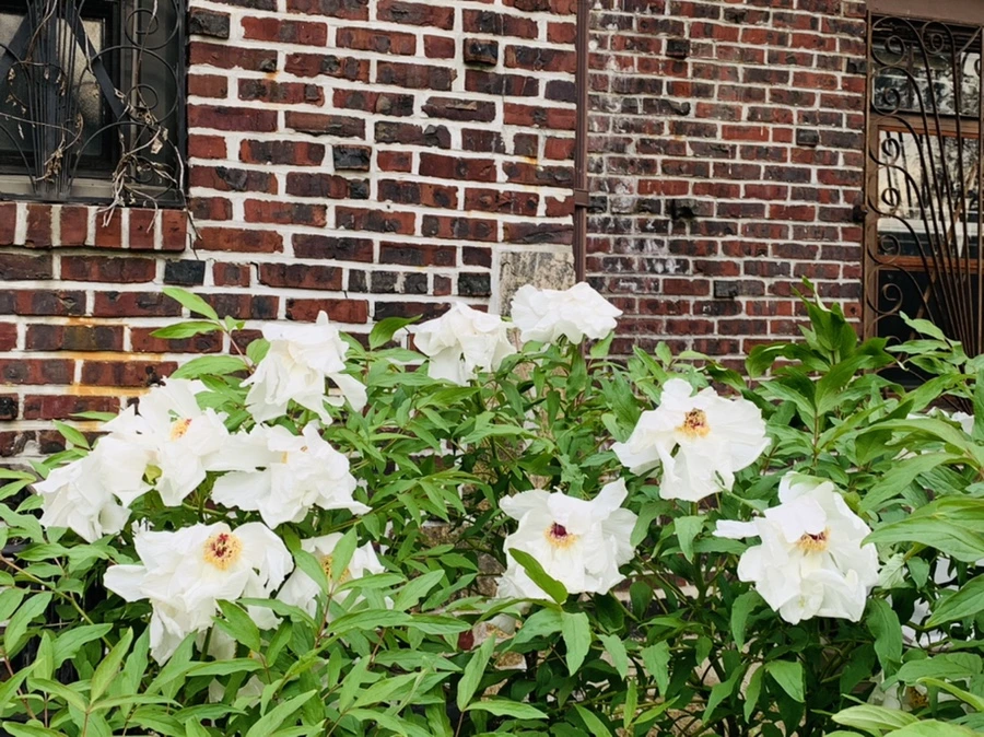 IMG_8967.jpg?type=w966