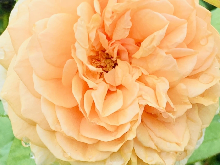 IMG_0958.jpg?type=w966