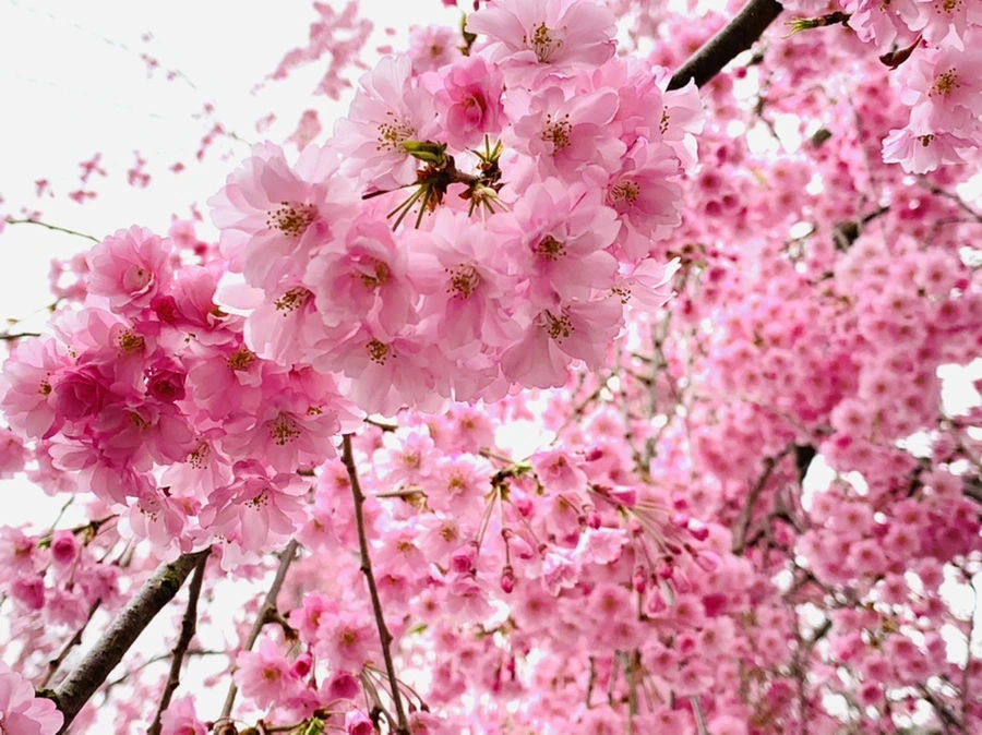 IMG_0649.jpg?type=w966