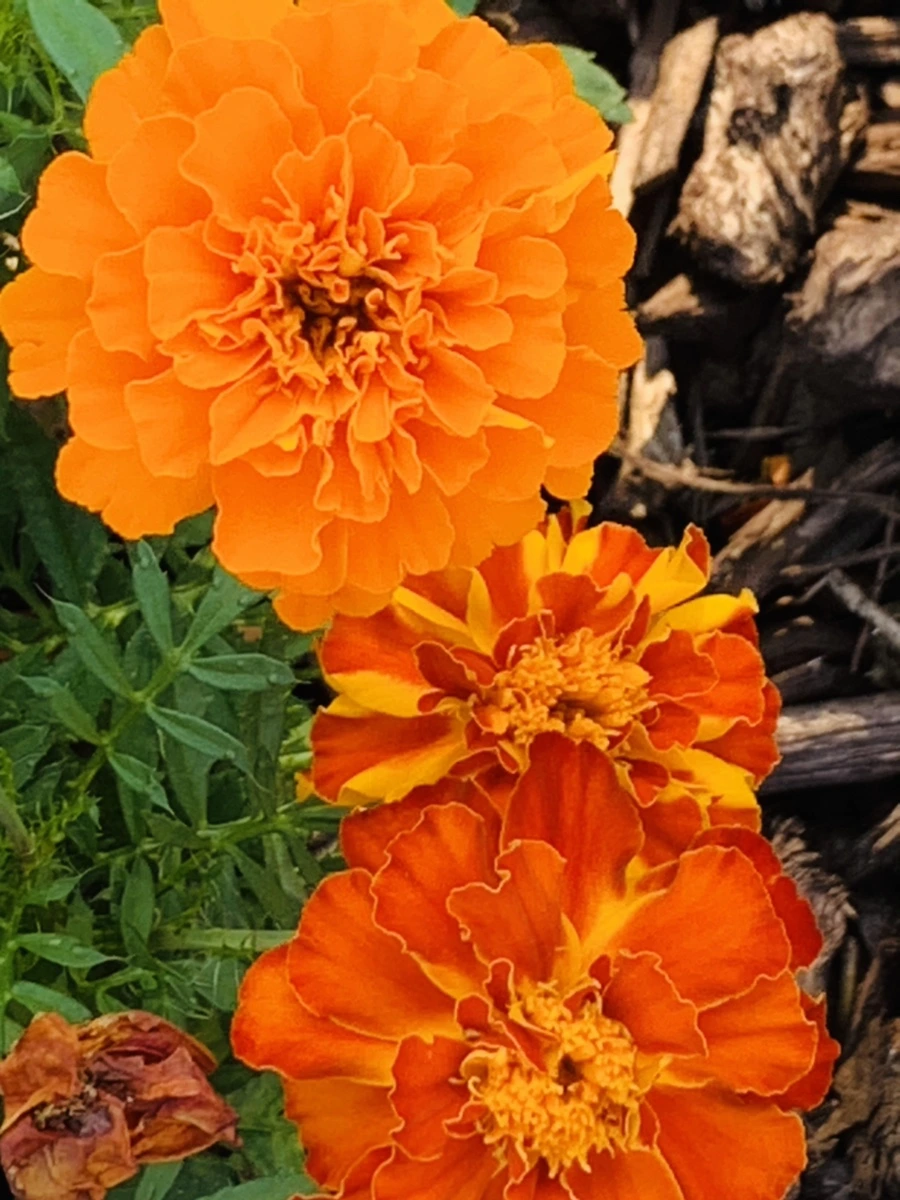 IMG_8358.jpg?type=w966