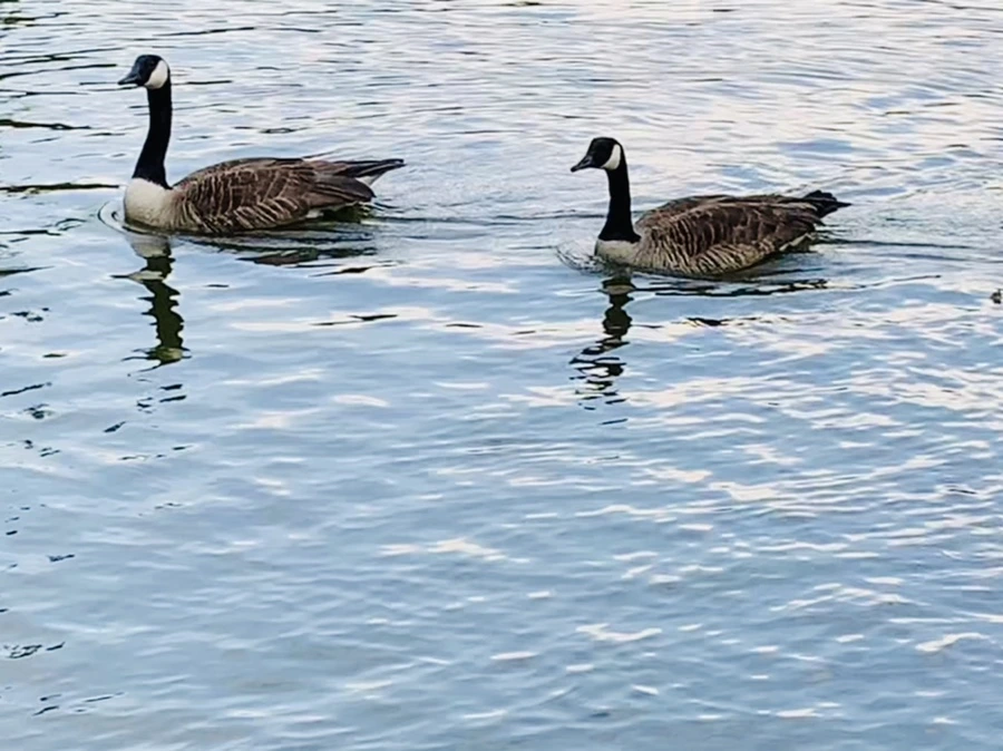 IMG_1687.jpg?type=w966