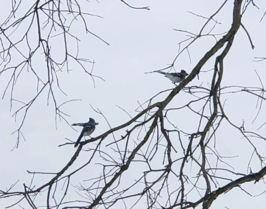 IMG_9467.jpg?type=w966