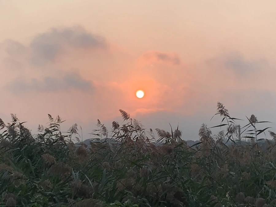 IMG_1156.jpg?type=w966