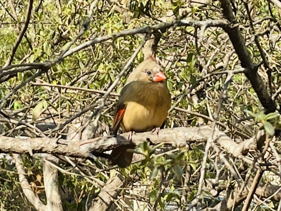 IMG_5603.jpg?type=w966