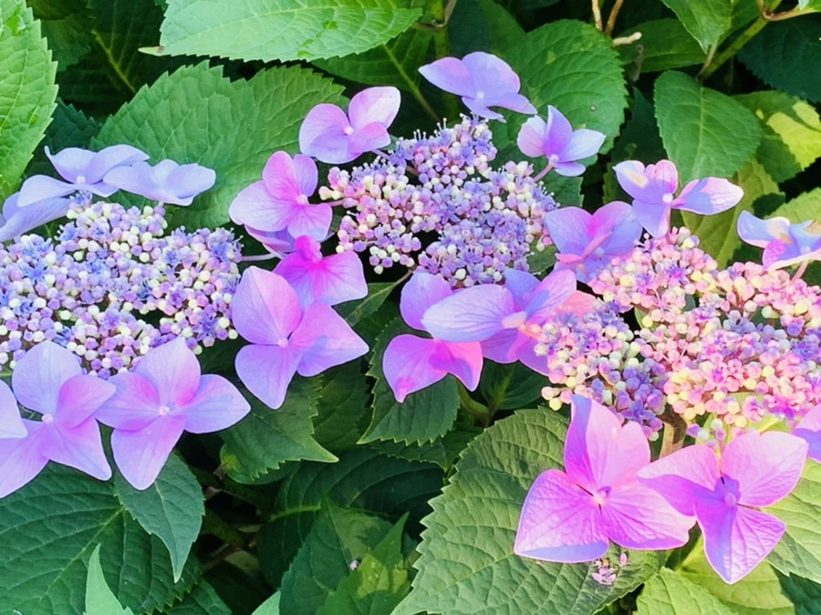 IMG_6293.jpg?type=w966