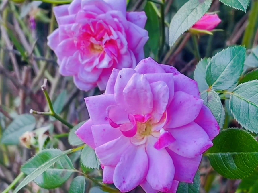 IMG_0213.jpg?type=w966