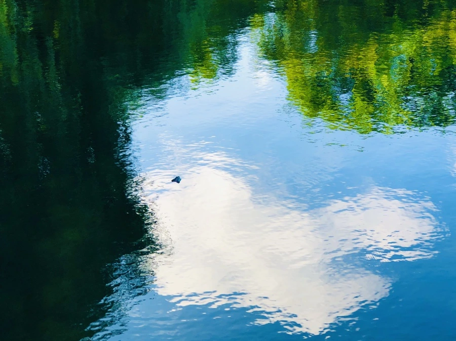 IMG_2902.jpg?type=w966