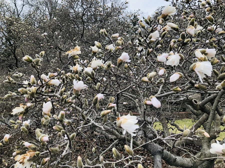 IMG_1999.jpg?type=w966