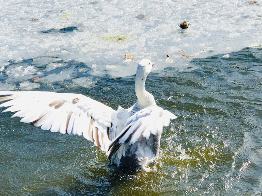 IMG_5405.jpg?type=w966