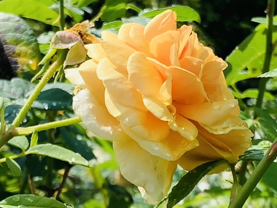 IMG_8432.jpg?type=w966