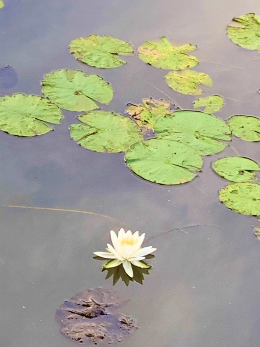 IMG_1858.jpg?type=w966