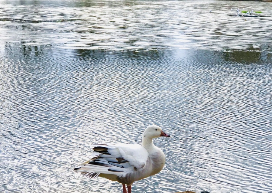 IMG_5083.jpg?type=w966