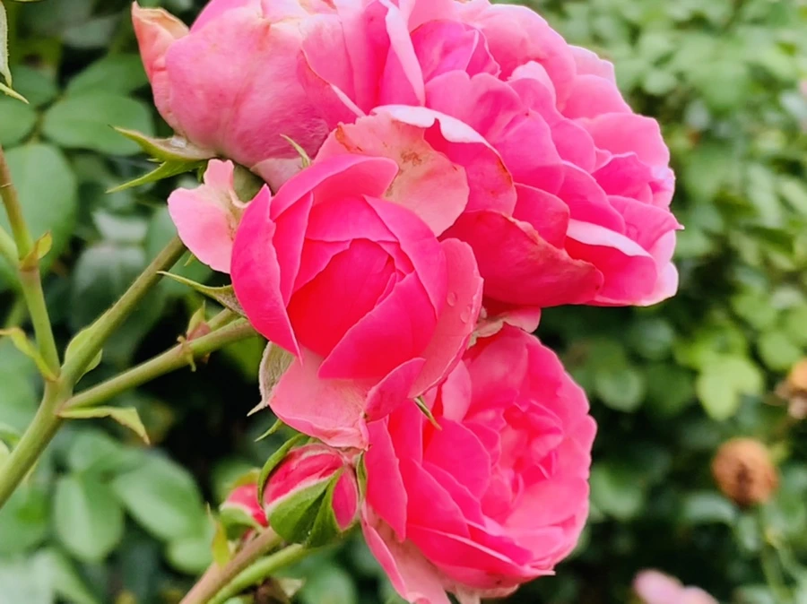 IMG_6978.jpg?type=w966