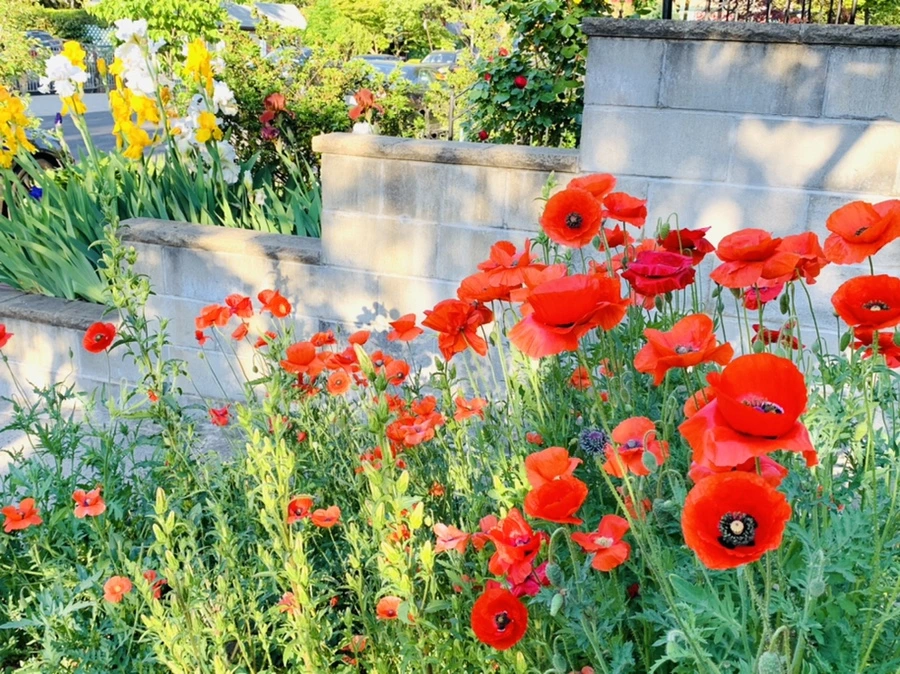 IMG_3312.jpg?type=w966