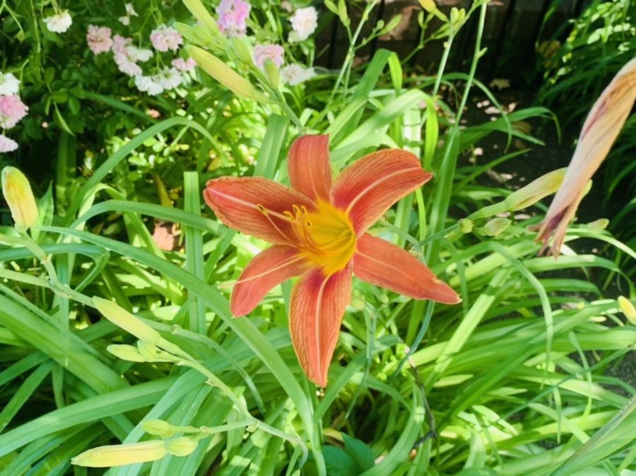 IMG_4012.jpg?type=w966