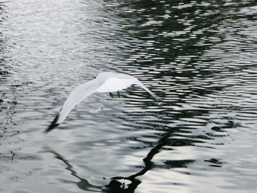 IMG_3941.jpg?type=w966