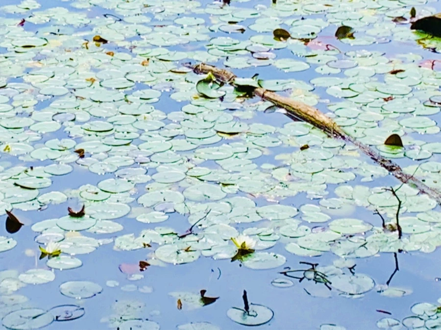 IMG_9328.jpg?type=w966