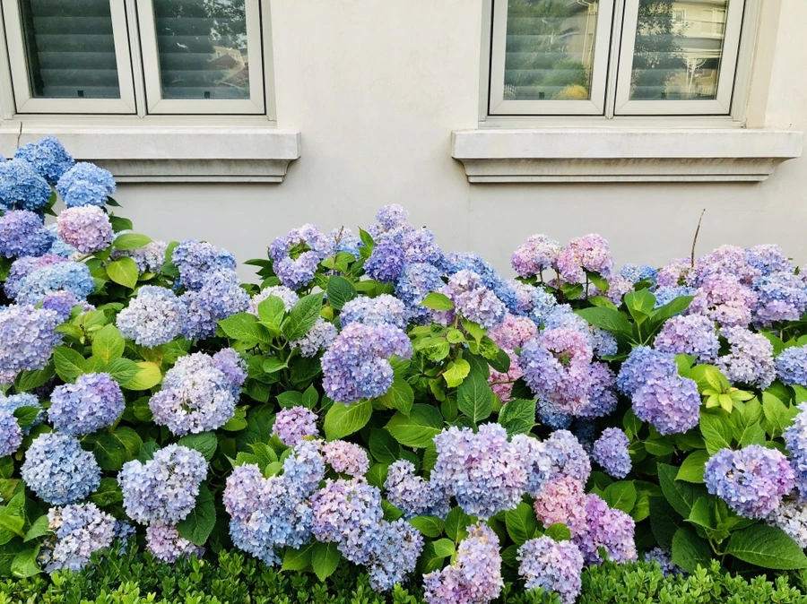 IMG_0419.jpg?type=w966