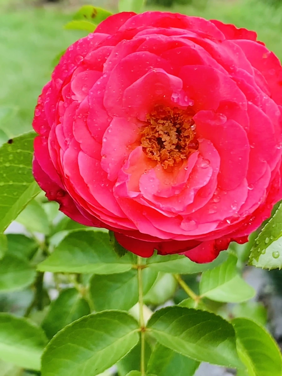 IMG_4949.jpg?type=w966