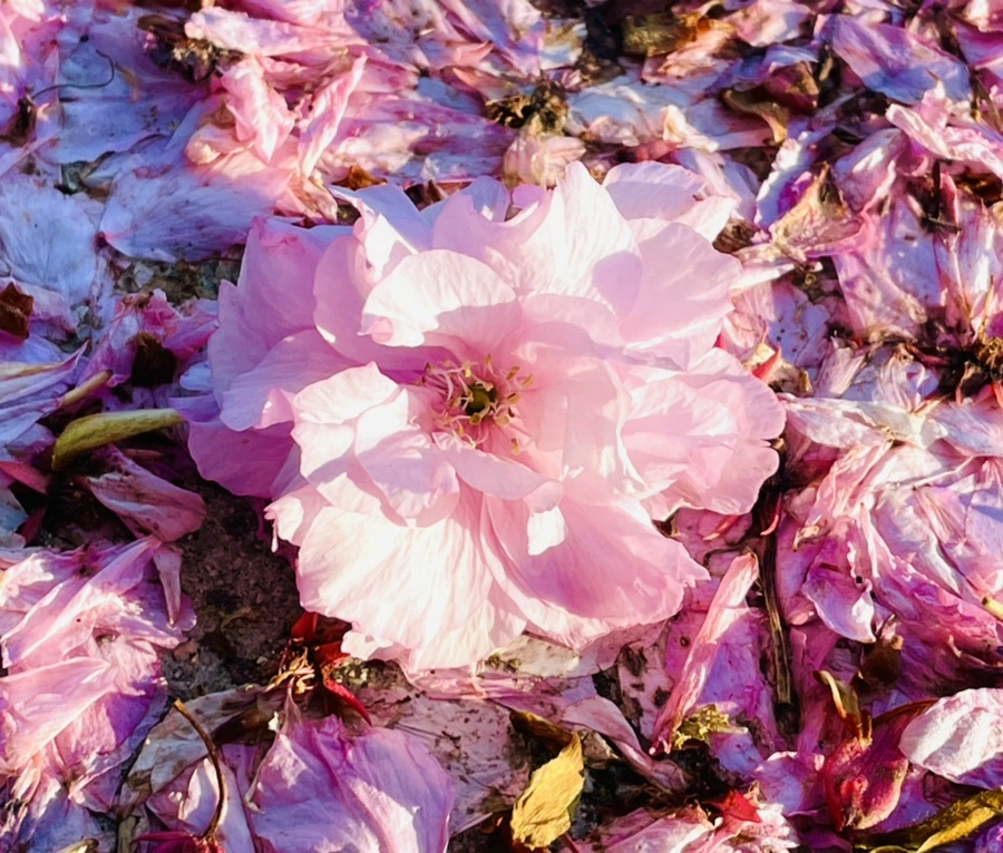 IMG_5919.jpg?type=w966