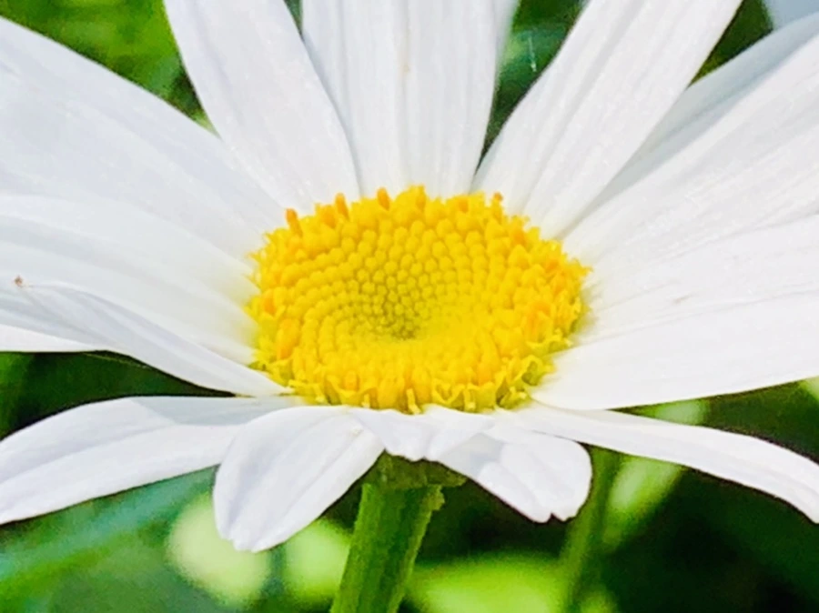 IMG_0609.jpg?type=w966