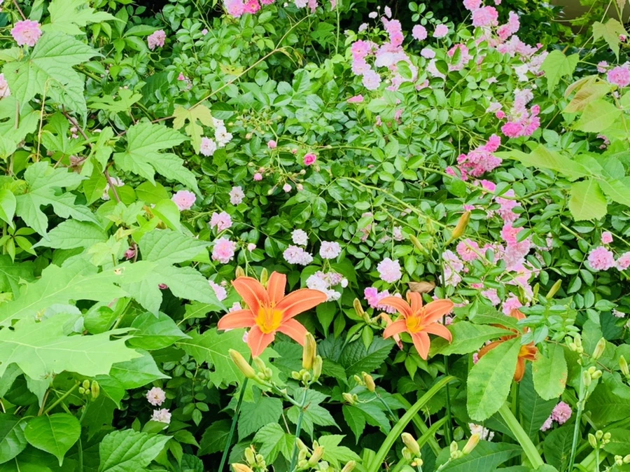 IMG_3271.jpg?type=w966