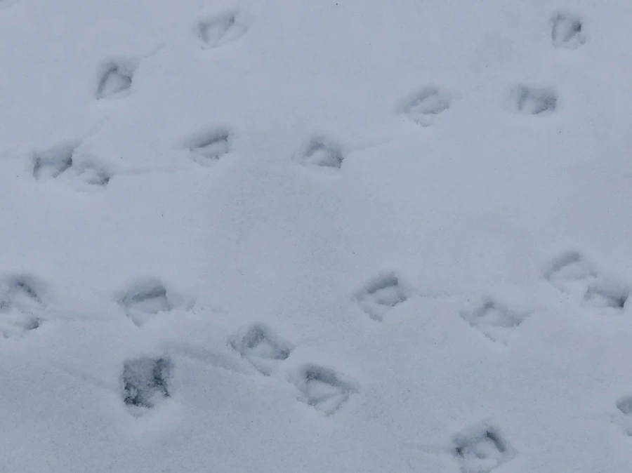 IMG_2540.jpg?type=w966