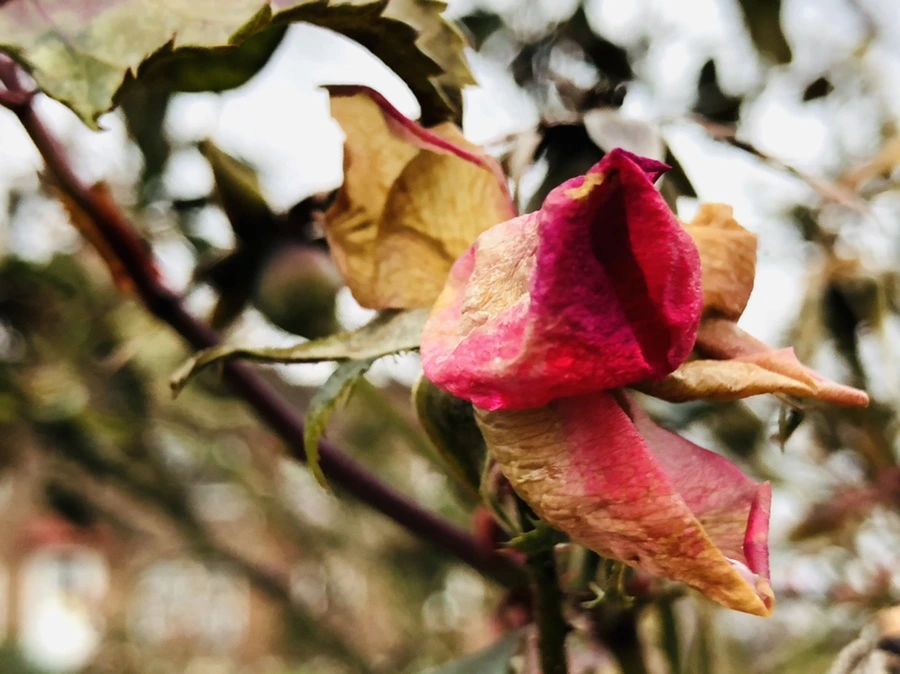 IMG_8800.jpg?type=w966