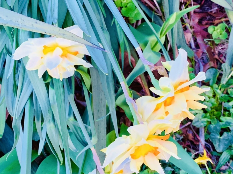 IMG_7427.jpg?type=w966